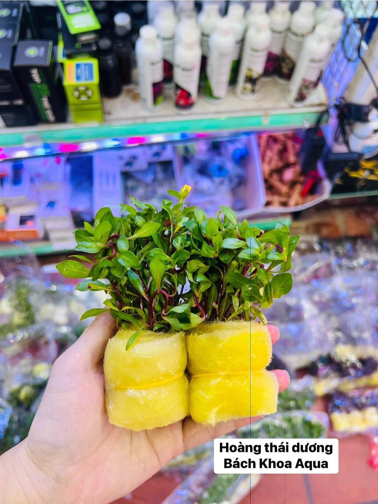 Cây cắt cắm - Hoàng Thái Dương